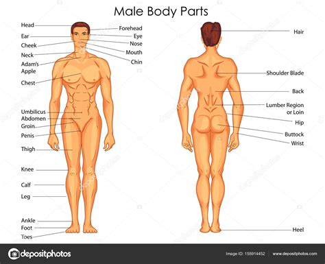 Hips = left and right bones below your waist, where your upper body meets your lower body. Medical Education Chart of Biology for Male Body Parts ...