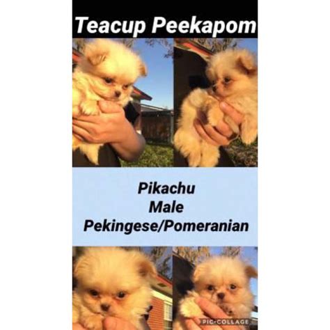Below you will find kentucky teacup breeders, kentucky teacup rescues, kentucky teacup shelters and kentucky teacup humane society organizations that will help you find the perfect teacup puppy or dog for your family. 2 teacup peekapoms they will be under 6 pounds in ...