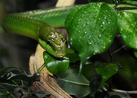 Bilder finden, die zum begriff zurich zoo passen. Grüne Schlange im Zürich Zoo Foto & Bild | tiere, zoo ...