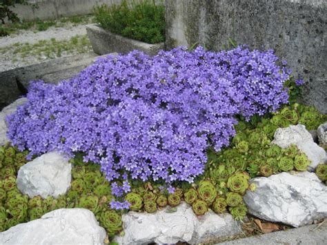 Un bel fiore a campanula; La Campanula: il fiore preferito dalle fate e dai folletti