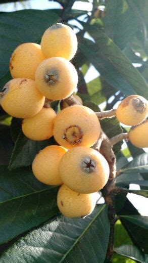 Plants were grown on various rental properties in the district and sold through the carlingford road site. Loquat | Dwarf fruit trees, Fruit, Fruit trees