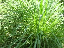 Khasiat rumput mutiara apa saja yang baik untuk kesehatan? Anim Agro Technology: TIP HASILKAN BAJA DAN RACUN ORGANIK