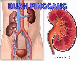 Fungsi asas buah pinggang adalah sebagai. ...Saya Suka Cantik & Sihat...: Kenali Buah Pinggang Anda