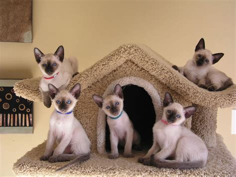 Kittens for sale and adoption directly from the breeder or cattery. Carolina Blues Cattery Siamese Kittens for Sale