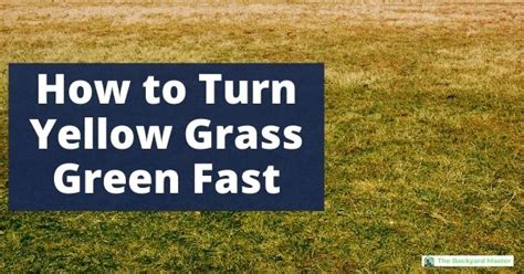 Only water your lawn when needed. How To Turn Yellow Grass Green Fast: Tips, Tricks and ...