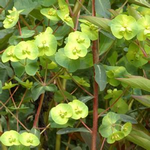 Fiori a grappoli gialli verdognoli : GIARDINI