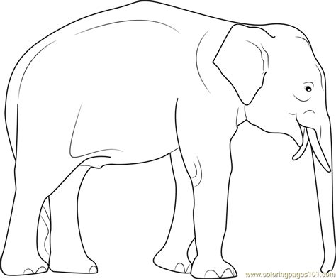 Check spelling or type a new query. Elephas maximus Coloring Page - Free Elephant Coloring ...