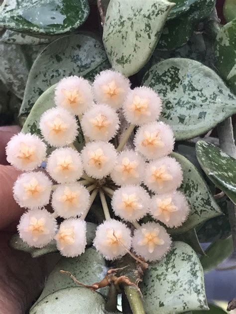 Bir haftalık gecikmeyle nihayet rebecca ve campanulata kazasız belas.ız gelebildiler en ufak bir yıpranma veya bozulma olmamış çok teşekkür ederim salihcan hoyas see more. Pin on Indoor plants - Hoya