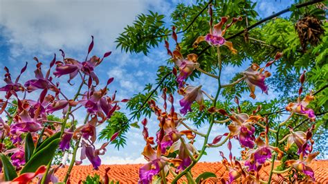 Sehenswert ist der singapur botanischer garten der sogar kostenlos angeschaut werden kann und dieser nennt sich auf englisch singapore botanic gardens der schon seit 150 jahren besteht. Singapur Botanischer Garten / Singapur Botanischer Garten ...