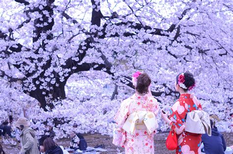 Benar, suasanya tidak jauh beza dengan negara korea atau jepun. Best time for Hanami Season in Japan 2020 - Rove.me