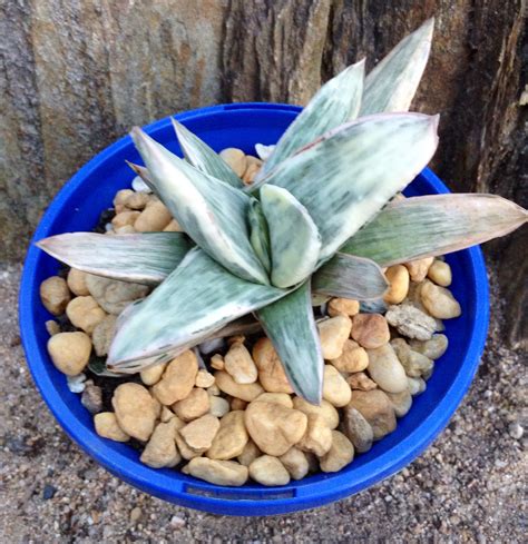 Cacti and other succulents grow naturally in a wide variety of places around the world. GASTERIA "SHINANU"FUJI. | Planting succulents, Cacti and ...