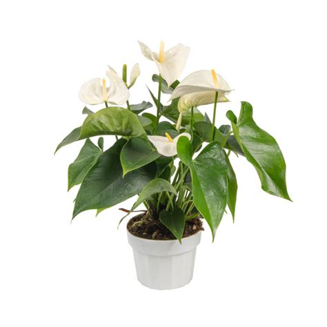 Dublin sports medicine and orthopedic center; Anthurium Samora - Olive Hill Greenhouses