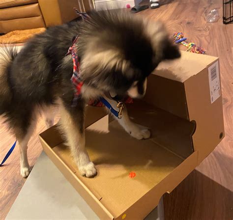 Fear free pets, llc and wsava have joined forces to bring affordable access to fear free certification to veterinary healthcare teams around the world. Oakley conquering Boxes | Fear Free Pets