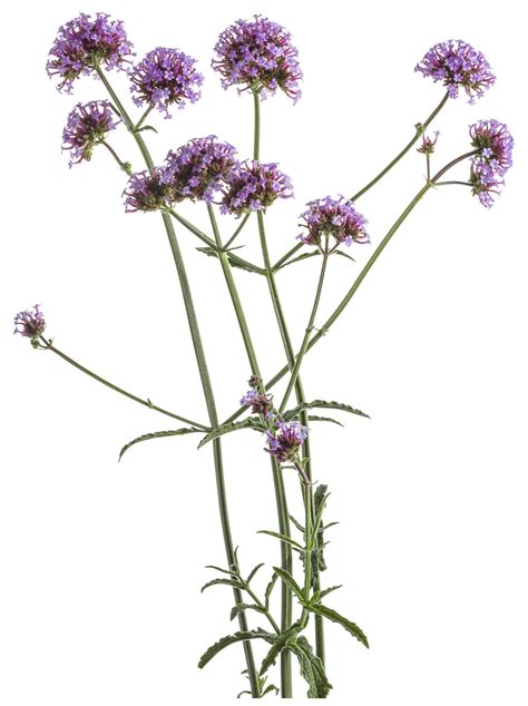 Amazon music stream millions of songs: Meteor Shower® - Verbena bonariensis | Proven Winners