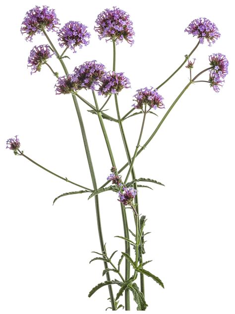 Online shopping from a great selection at movies & tv store. Meteor Shower® - Verbena bonariensis | Proven Winners