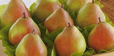 Pears are picked mature but unripe and need to be ripened on the counter before they're sweet enough to eat. Are Your Pears Ripe? How to Tell + Make a Pear Ripen ...