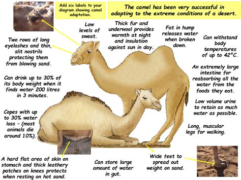 Animals have evolved their adaptations. Deserts - Animal Adaptation | Teaching Resources