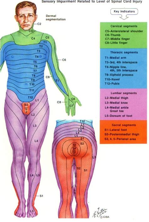 Check spelling or type a new query. Hd Wallpapers Printable Dermatome Chart Hd87Love.cf ...