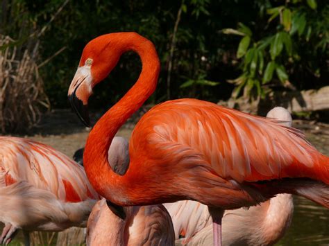 Olaria atlético clube, usually abbreviated to olaria, is a brazilian football team based in the city of rio de janeiro, in the neighbourhood of olaria.the team compete in campeonato carioca série b1, the second tier of the rio de janeiro state football league. Flamingo Foto & Bild | tiere, zoo, wildpark & falknerei ...