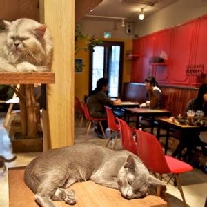 A cat café is a theme café whose attraction is cats that can be watched and played with. Ecco perché le fusa dei mici ci fanno sentire meglio ...