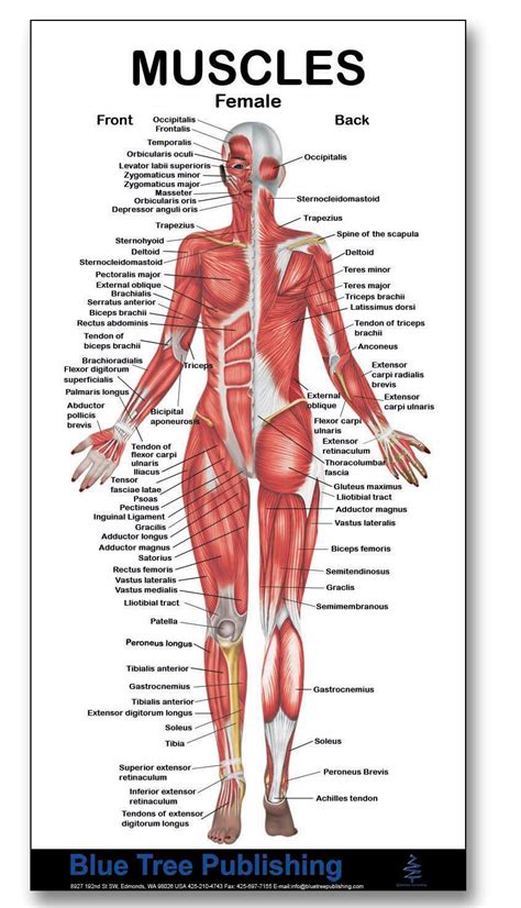 Muscles of the back, anatomy chart. Female Anatomy Back