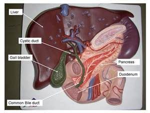 Labels take varied forms depending upon their application. Labeled Anatomy Torso Model Digestive System | Medical ...