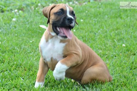 Earn points & unlock badges learning, sharing & helping adopt. Boxer puppy for sale near Fort Wayne, Indiana. | 7e039207-e801