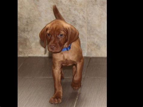 Gunn's vizsla puppies will come to you happy, healthy and well socialized. Vizsla Breeders Northern California - l2sanpiero