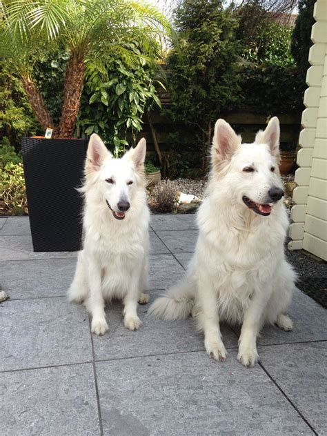 The first registered german shepherd dog therefore, per breed history, if the white gsd is not considered a german shepherd, then there my gsd puppy is now 8 months and we read your advice regularly. White German Shepherd Puppies Michigan - Animal Friends