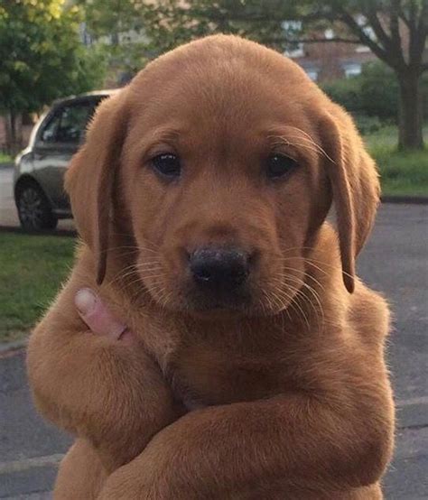 Breeding english cream golden retriever puppies from champion lineage english golden retriever dogs. Golden Retriever - Noble Loyal Companions | Dogs golden ...