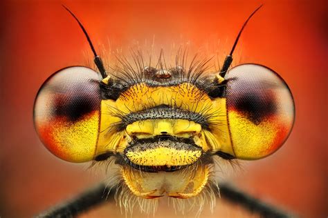 Amazing Macro Insect Photography by Dusan Beno Photos - 011 | Scopecube