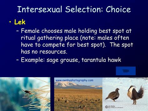 As adjectives the difference between intersexual and is that intersexual is between the sexes while cissexual is (lgbt|of a person) having a gender identity. PPT - Males and females often look different PowerPoint Presentation, free download - ID:259632