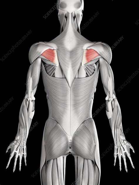 Pain circles on arm and neck. Human beck muscles, illustration - Stock Image - F012/7871 ...