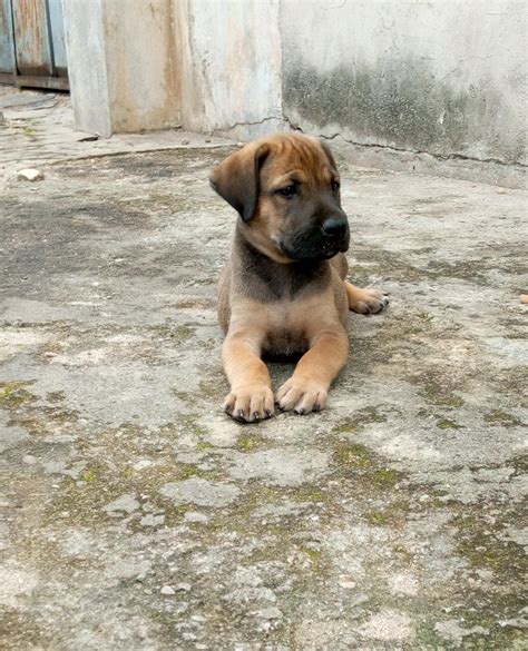 If anyone would be interested in the chance to own an incredible working boerboel mastiff puppy they will be ready to leave by the end of march. Quality Boerboel Puppies For Sale.... Owerri Imo State ...