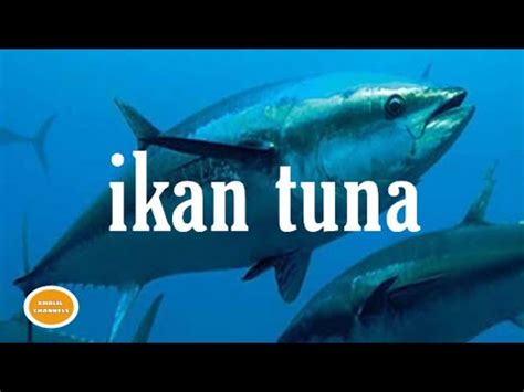 Maybe you would like to learn more about one of these? Ikan tuna sirip biru - YouTube