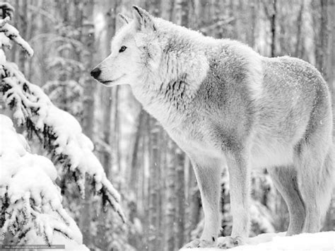 Suchen nach dem besten hintergrundbild? Winterbilder Tiere Als Hintergrundbild - Lustige Bilder ...
