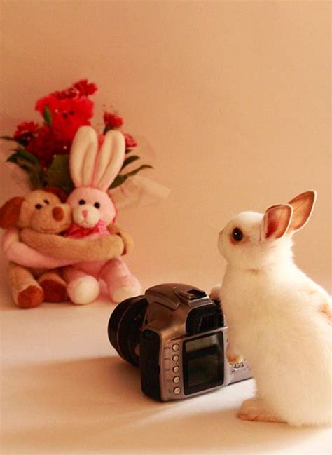 Precioso = cute, handsome preciosa = cute, beautiful mi cielo = honey (literally, my sky) read on for even more terms you can use to show your love! "Say Cheese!" | Cute bunny, Bunny pictures, Bunny