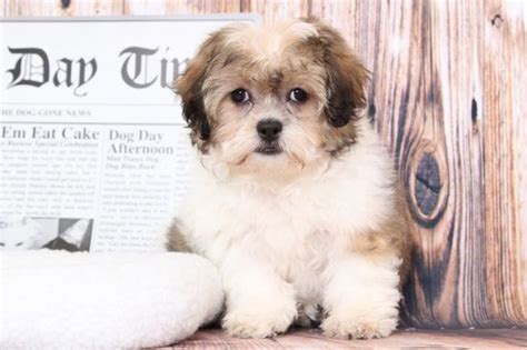 Effective immediately, luxury puppies is proud to offer free home delivery for all puppies purchased online. Zuchon puppy for sale in BEL AIR, MD. ADN-68592 on ...