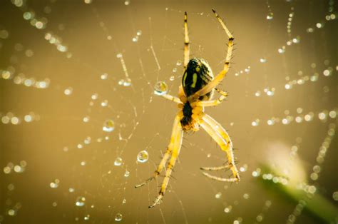 We sunshine pest control are well known iso 9001: Spider Control - ALLY PEST CONTROL