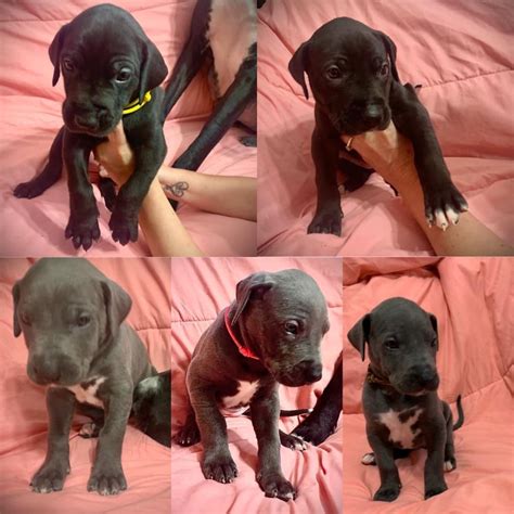 But be sure to buy your puppy from a breeder who uses genetic testing. Great Dane Puppies - News Break Classifieds