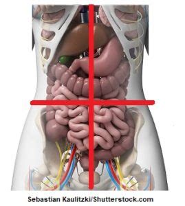 The abdomen can be divided into quadrants or regions to describe the location of an organ or structure. Nine Abdominal Regions and Four Quadrants Quiz