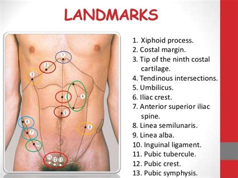 Rib cage anatomy and breathing. LANDMARKS 1. Xiphoid process. 2. Costal margin. 3. Tip of ...