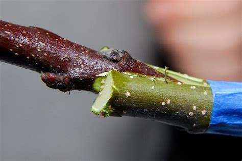 Grafting joins a lower rootstock portion of a fruit tree with the scion portion of another variety of fruit tree. Scion in the Cleft | Grafting fruit trees, Growing fruit ...