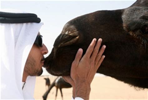 The source said the accused were raided and the police found dozens of. Saudi Shopkeeper Busted for Selling Fake Camel Urine ...