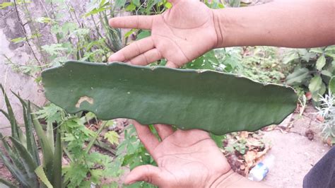 Los cactus son muy populares y asociados a la cultura mexicana pero ¿conoces qué cactus son de méxico? Cruceta Comestible - $ 100.00 en Mercado Libre