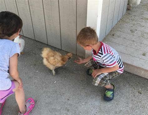 Explore an array of green meadows petting farm vacation rentals, including houses, apartment and condo rentals & more bookable online. Green Meadows Petting Farm in Wisconsin Makes Learning Fun ...