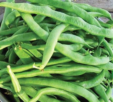 You'll likely need to tie the plants to the trellis to keep. Top 9 Pole Bean Seeds - Vegetable Plants & Seeds ...
