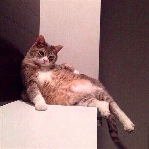 Gratuit drôle sexe photos meilleur la qualité de l' drôle photos. Разнопост....КОТЭ. - bigmir)net