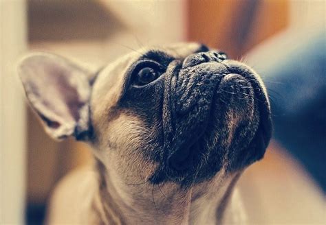 Choosing the best dog food for your english bulldog can be a daunting task. 7 Best Dog Food For French Bulldogs - Sensitive Stomach ...
