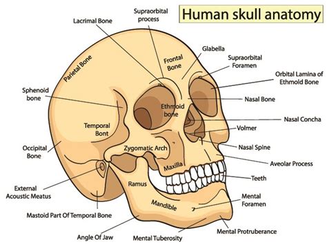 The nasal bone, there is only one, and it would be where glasses might sit on your face). How Many Bones In The Face And Head - The Bones Of The Human Face Dummies / The skull is a bony ...